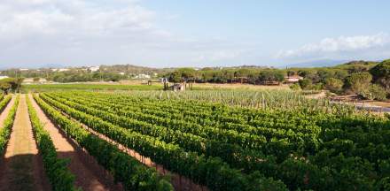 Domaine Mariage Var · Clos des Roses à Fréjus dans le Var · Champ de Vigne 