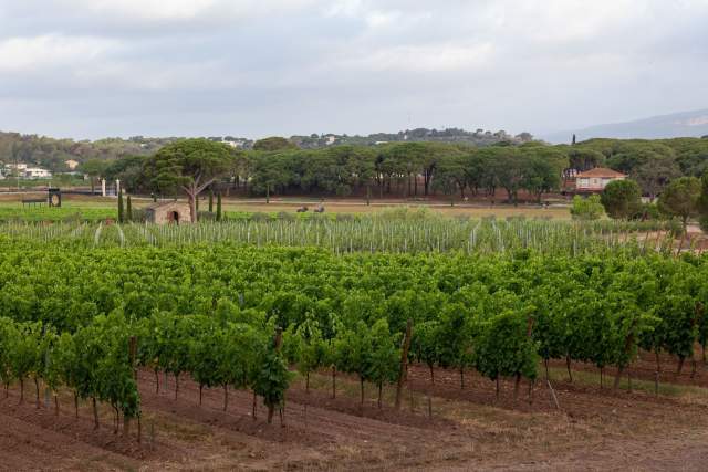 Domaine Mariage Var · Clos des Roses à Fréjus dans le Var · Champ de Vigne 