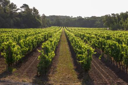 Clos des Roses · Vignoble Var à Fréjus · Vignes